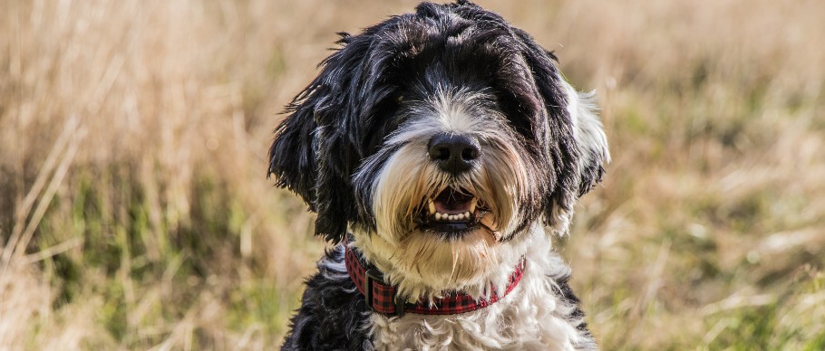  Portuguese water dog outside