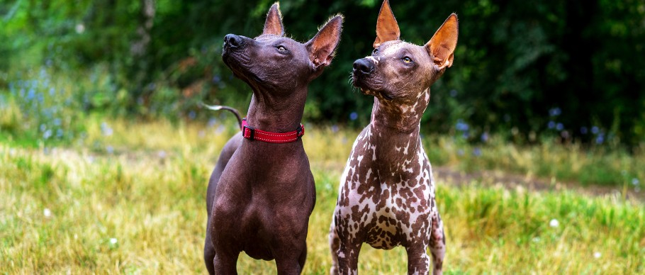 2 Xoloitzcuintle hairless dogs outside