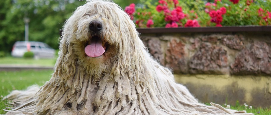 komondor dog lying on grass