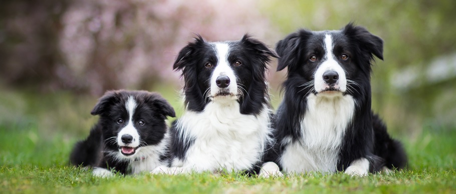 3 border collie dogs lying on grass