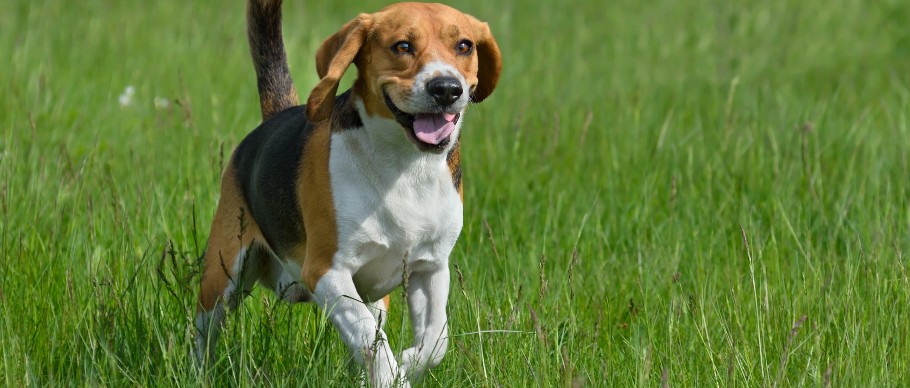 beagle running through grass