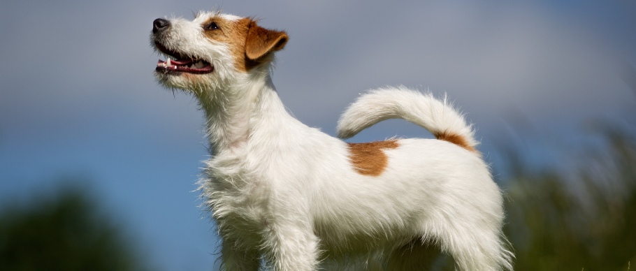 jack russell terrier standing outside