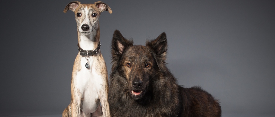 two dogs with different hair types