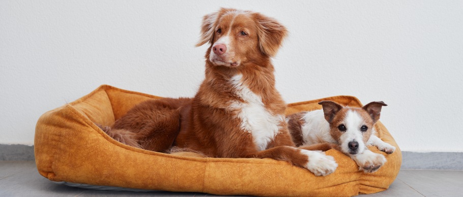 two large dogs with different fur types