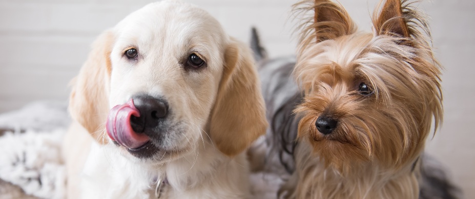 two puppies with different hair and fur styles header