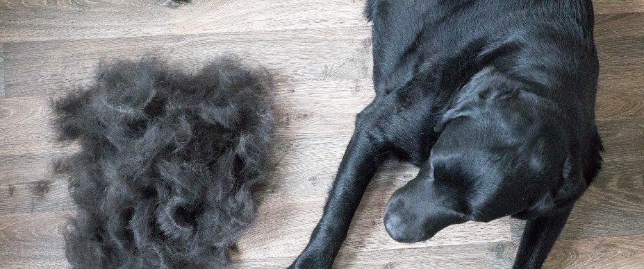 black lab shedding fur