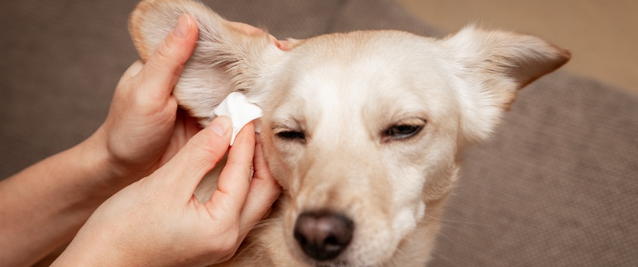 dog getting ear wiped