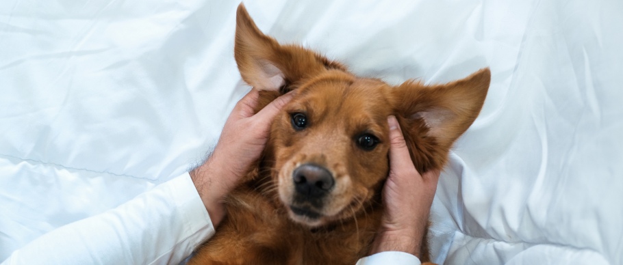  dog laying on bed with ears sticking out