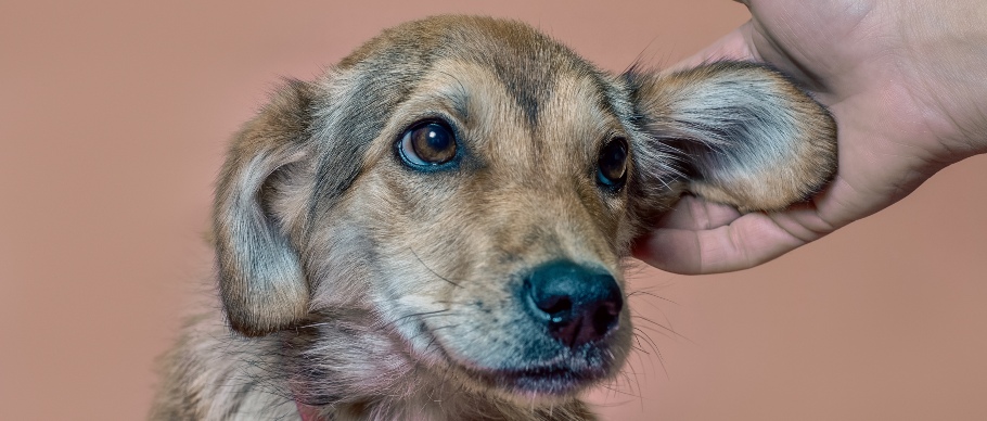 dog getting his ears checked