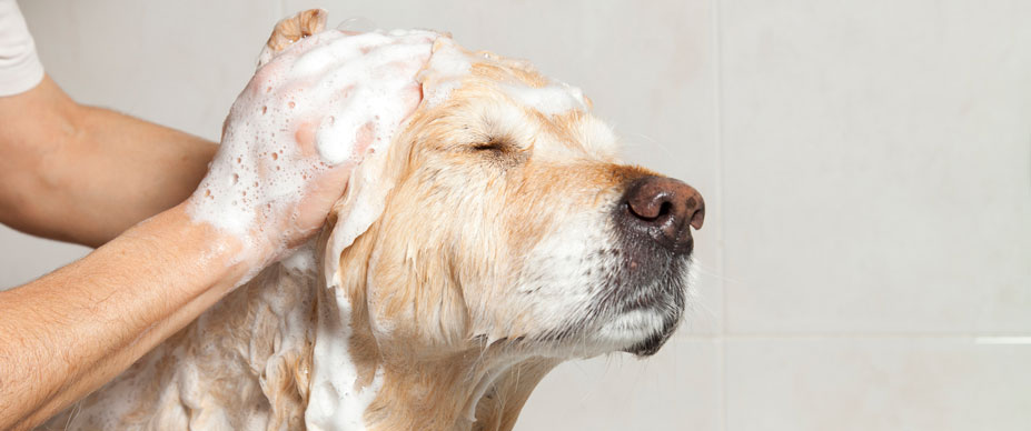 A golden retriever dog is being scrubbed down with soap and water in a cream-colored bathtub. A person