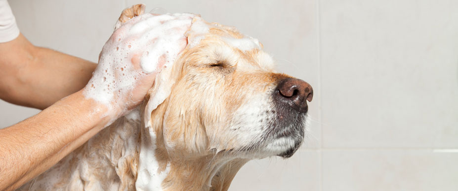 How Often Should You Wash Your Dog? | Four Paws
