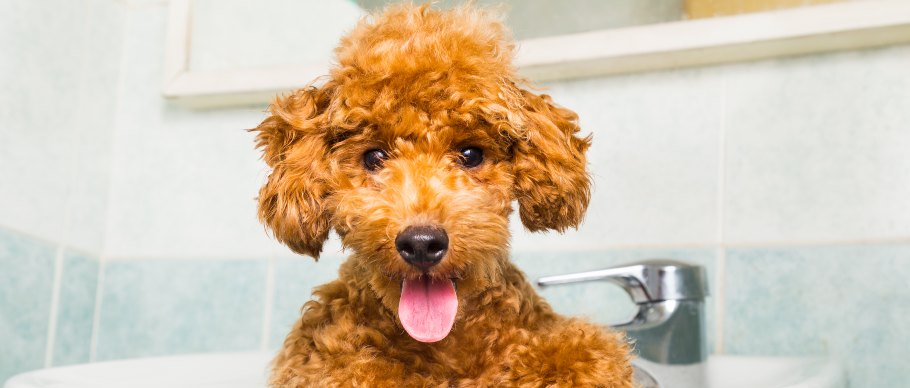 Puppy bathing in sink