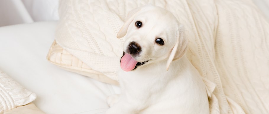 puppy golden retriever on white furniture