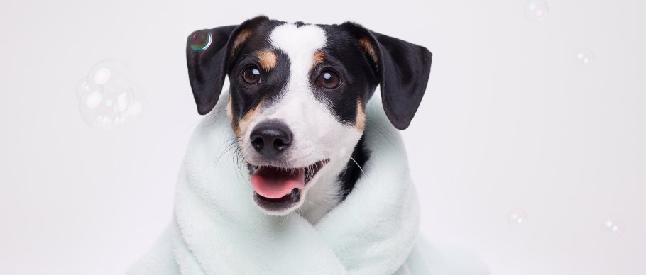 Puppy in towel