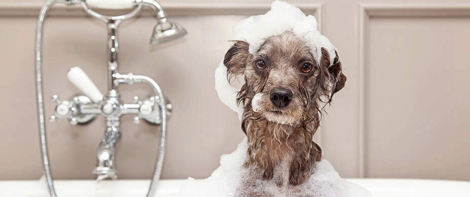 Dog looking at camera and getting a bath