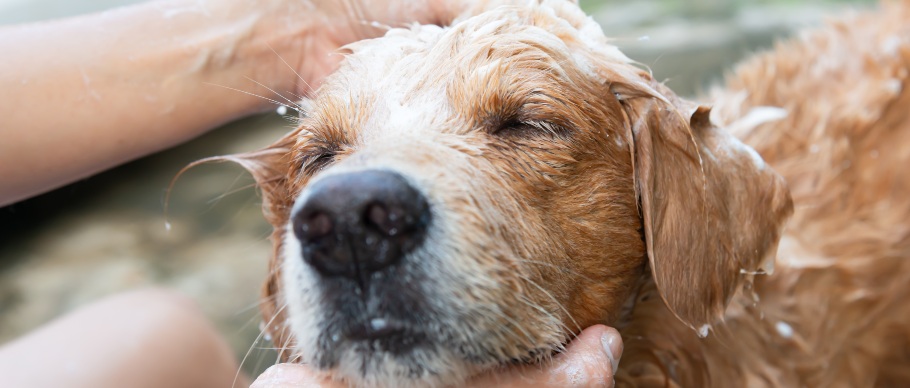 golden retriever dog getting a bath
