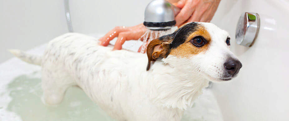 Dog in tub getting a bath