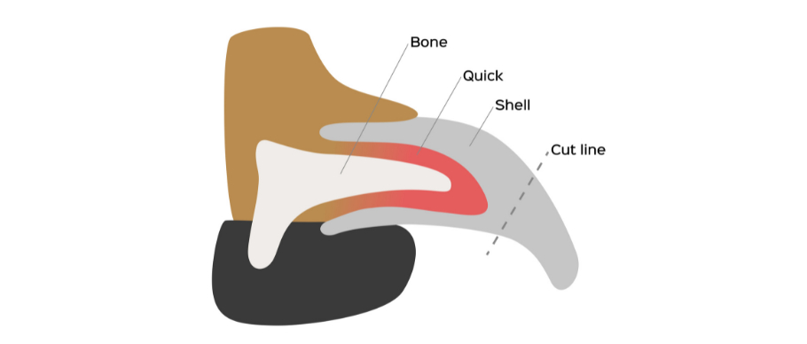 Dog nail quick diagram