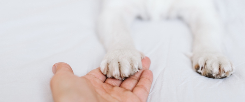 How to Find Your Dog's Nail Quick