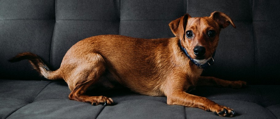 small dog on couch looking at camera