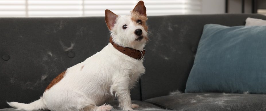 small dog sitting on sofa header