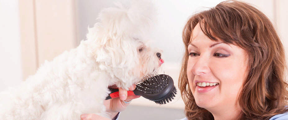 Dog and woman looking at each other while dog getting brushed