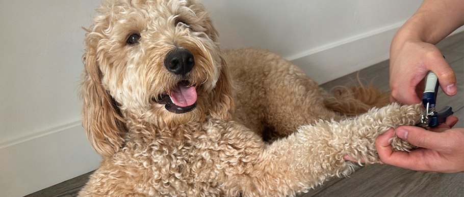 person cutting dogs nails on wood floor