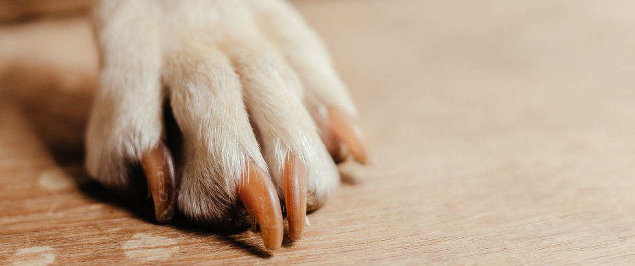dog paw on wood floor