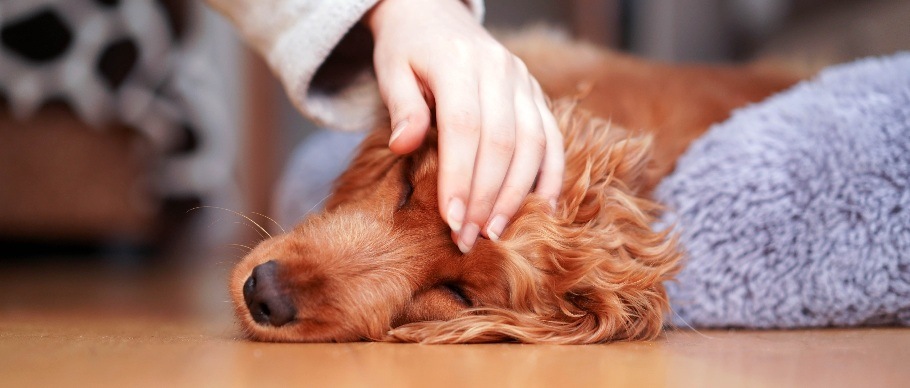 person petting dog on floor