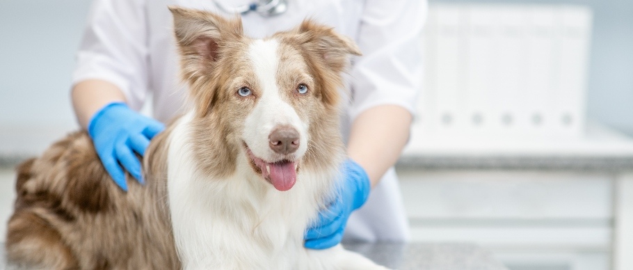 dog at veterinarian