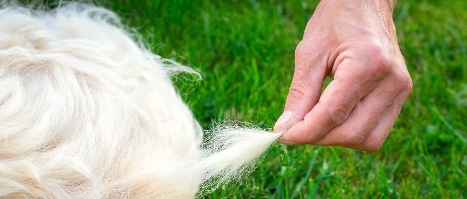  man pulling fur from dog