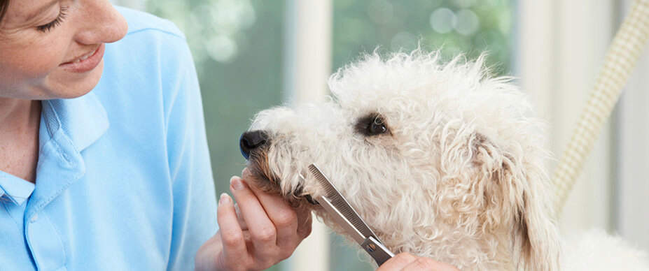 How to Trim Your Dog's Hair
