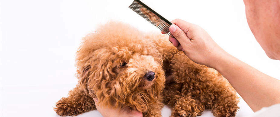 How to Prevent and Remove Tangles and Matted Dog Hair