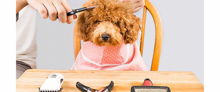 Dog looking at camera getting hair cut