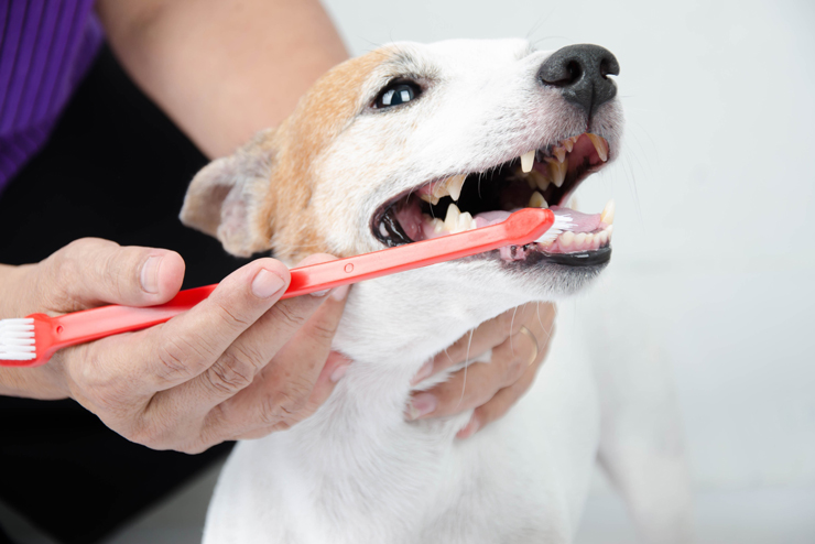 4 Major Benefits of Dog Grooming 