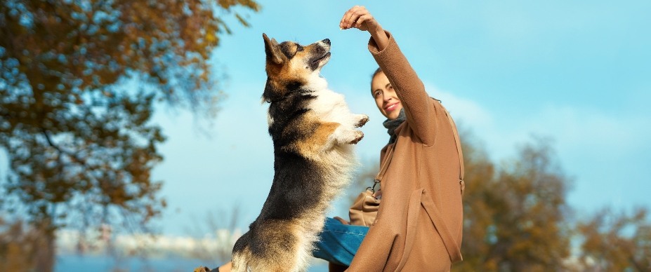 20 interesting facts about dogs that  Dogs Health and Wellness