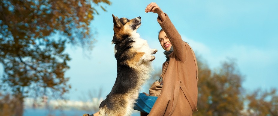 dog standing for treat