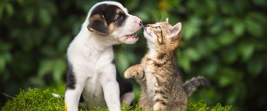 kitten and puppy playing