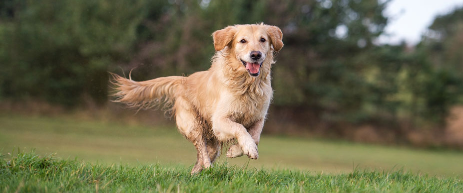 An energetic dog runs through a field