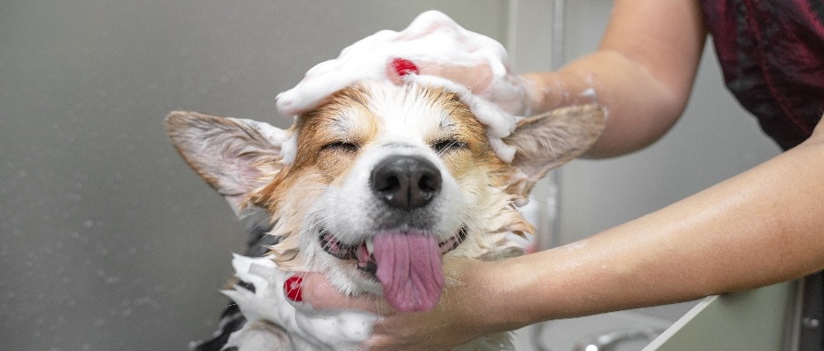 dog getting bath