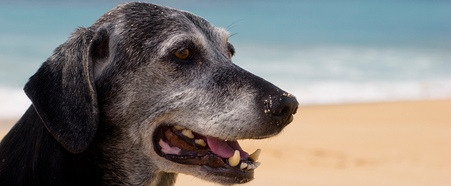 A senior dog on a beach with waves crashing peacefully in the background.  