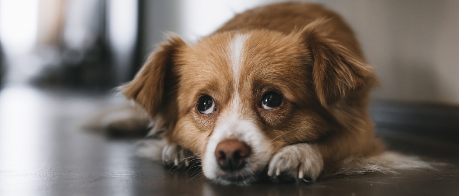 dog looking up with sad eyes