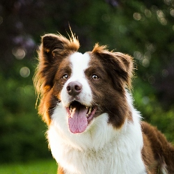 border collie