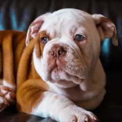 Rose ears best sale dog