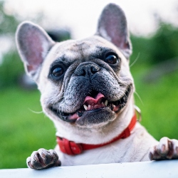 french bulldog