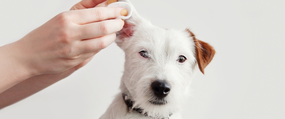 Dog Ear Types Common Issues How to Clean Four Paws
