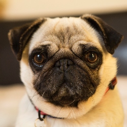 pug