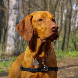 vizsla