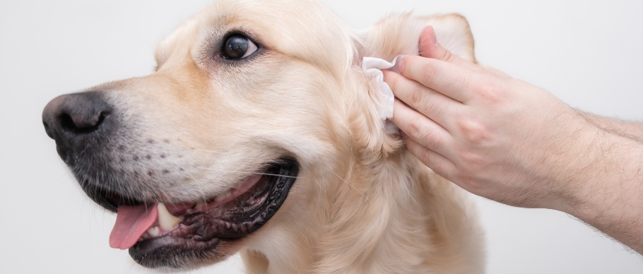 person cleaning a dog's ear