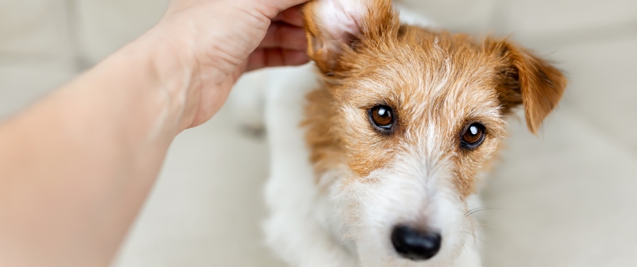 Smelly dog ears treatment hotsell